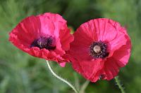  (C) 2003 by G. Doczkal, 
Klatschmohn, 
mit PhotoImpact bearbeitet, 
48.88362°N/8.31949°E, Wasserloch bei Malsch, Baden-Württemberg, Germany