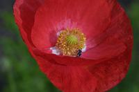  (C) 2003 by G. Doczkal, 
Klatschmohn, 
mit PhotoImpact bearbeitet, 
48.88362°N/8.31949°E, Wasserloch bei Malsch, Baden-Württemberg, Germany