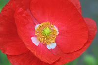  (C) 2003 by G. Doczkal, 
Klatschmohn, 
mit PhotoImpact bearbeitet, 
48.88362°N/8.31949°E, Wasserloch bei Malsch, Baden-Württemberg, Germany