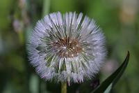  (C) 2004 by G. Doczkal, 
Pusteblume (Fruchtstand des Löwenzahns), 
mit PhotoImpact bearbeitet, 
48.8836°N/8.3194°E, Wasserloch bei Malsch, Baden-Württemberg, Germany