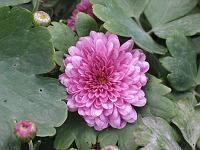  (C) 2004 by G. Doczkal, 
Blume, 
48.883621°N/8.319493°E, Wasserloch bei Malsch, Baden-Württemberg, Germany