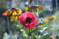  (C) 2004 by G. Doczkal, 
Klatschmohn, 
48.883621°N/8.319493°E, Wasserloch bei Malsch, Baden-Württemberg, Germany