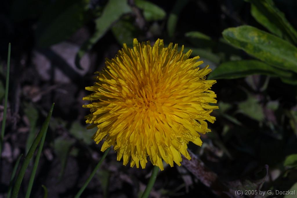 20050403-110959-37