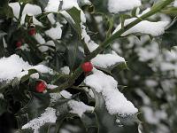  (C) 2005 by G. Doczkal, 
Stechlaub (Ilex) mit Früchten, 
Eichelberg, Schwarzwald bei Oberweier, Baden-Württemberg, Germany