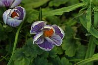  (C) 2005 by G. Doczkal, 
Krokus, 
48.883621°N/8.319493°E, Wasserloch bei Malsch, Baden-Württemberg, Germany