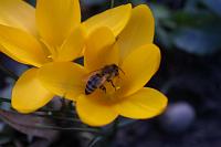  (C) 2005 by G. Doczkal, 
Krokus, 
48.883621°N/8.319493°E, Wasserloch bei Malsch, Baden-Württemberg, Germany