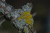  (C) 2005 by G. Doczkal, 
Flechten an Weinstock, 
48.883621°N/8.319493°E, Wasserloch bei Malsch, Baden-Württemberg, Germany