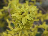  (C) 2005 by G. Doczkal, 
Forsythien, 
48.883621°N/8.319493°E, Wasserloch bei Malsch, Baden-Württemberg, Germany