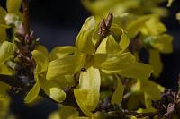  (C) 2005 by G. Doczkal, 
Forsythien, 
48.883621°N/8.319493°E, Wasserloch bei Malsch, Baden-Württemberg, Germany