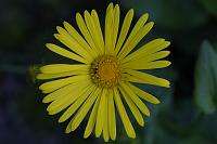  (C) 2005 by G. Doczkal, 
Blume, 
48.883621°N/8.319493°E, Wasserloch bei Malsch, Baden-Württemberg, Germany