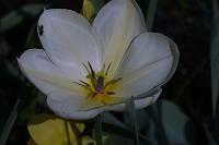  (C) 2005 by G. Doczkal, 
Tulpe, 
48.883621°N/8.319493°E, Wasserloch bei Malsch, Baden-Württemberg, Germany