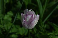  (C) 2005 by G. Doczkal, 
Tulpe, 
48.883621°N/8.319493°E, Wasserloch bei Malsch, Baden-Württemberg, Germany
