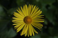  (C) 2005 by G. Doczkal, 
Blume, 
48.883621°N/8.319493°E, Wasserloch bei Malsch, Baden-Württemberg, Germany