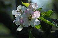  (C) 2005 by G. Doczkal, 
Apfelblüte, 
48.883621°N/8.319493°E, Wasserloch bei Malsch, Baden-Württemberg, Germany