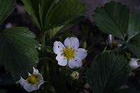  (C) 2005 by G. Doczkal, 
Erdbeerblüte, 
48.883621°N/8.319493°E, Wasserloch bei Malsch, Baden-Württemberg, Germany