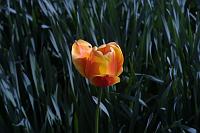  (C) 2005 by G. Doczkal, 
Tulpe, 
48.883621°N/8.319493°E, Wasserloch bei Malsch, Baden-Württemberg, Germany