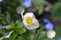  (C) 2005 by G. Doczkal, 
Anemone, 
48.883621°N/8.319493°E, Wasserloch bei Malsch, Baden-Württemberg, Germany