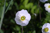  (C) 2005 by G. Doczkal, 
Anemone, 
48.883621°N/8.319493°E, Wasserloch bei Malsch, Baden-Württemberg, Germany