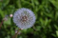  (C) 2005 by G. Doczkal, 
Pusteblume (Fruchtstand des Löwenzahns), 
48.883621°N/8.319493°E, Wasserloch bei Malsch, Baden-Württemberg, Germany