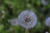  (C) 2005 by G. Doczkal, 
Pusteblume (Fruchtstand des Löwenzahns), 
48.883621°N/8.319493°E, Wasserloch bei Malsch, Baden-Württemberg, Germany