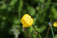  (C) 2005 by G. Doczkal, 
Butterblume (Hahnenfuss), 
48.883621°N/8.319493°E, Wasserloch bei Malsch, Baden-Württemberg, Germany