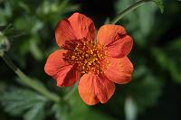  (C) 2005 by G. Doczkal, 
Blume, 
48.883621°N/8.319493°E, Wasserloch bei Malsch, Baden-Württemberg, Germany