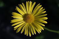  (C) 2005 by G. Doczkal, 
Blume, 
48.883621°N/8.319493°E, Wasserloch bei Malsch, Baden-Württemberg, Germany
