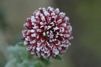  (C) 2005 by G. Doczkal, 
Aster mit Rauhreif, 
48.883621°N/8.319493°E, Wasserloch bei Malsch, Baden-Württemberg, Germany