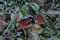  (C) 2005 by G. Doczkal, 
Herbstlaub, 
48.883621°N/8.319493°E, Wasserloch bei Malsch, Baden-Württemberg, Germany