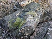  (C) 2006 by G. Doczkal, 
Baumstümpfe, 
Eichelberg, Schwarzwald bei Waldprechtsweier, Baden-Württemberg, Germany