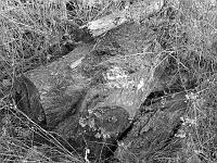  (C) 2006 by G. Doczkal, 
Baumstümpfe, 
Farbeffekt schwarz-weiß, 
Eichelberg, Schwarzwald bei Waldprechtsweier, Baden-Württemberg, Germany