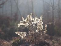  (C) 2006 by G. Doczkal, 
Verblühte Goldrute im Gegenlicht, 
Eichelberg, Schwarzwald bei Waldprechtsweier, Baden-Württemberg, Germany