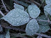  (C) 2006 by G. Doczkal, 
Brombeerhecke mit Rauhreif, 
Eichelberg, Schwarzwald bei Oberweier, Baden-Württemberg, Germany