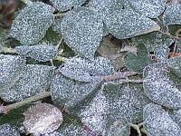  (C) 2006 by G. Doczkal, 
Brombeerhecke mit Rauhreif, 
Eichelberg, Schwarzwald bei Oberweier, Baden-Württemberg, Germany