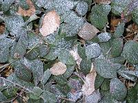  (C) 2006 by G. Doczkal, 
Brombeerhecke mit Rauhreif, 
Eichelberg, Schwarzwald bei Oberweier, Baden-Württemberg, Germany