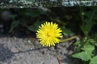  (C) 2006 by G. Doczkal, 
Löwenzahnblüte, 
48.883621°N/8.319493°E, Wasserloch bei Malsch, Baden-Württemberg, Germany