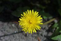  (C) 2006 by G. Doczkal, 
Löwenzahnblüte, 
48.883621°N/8.319493°E, Wasserloch bei Malsch, Baden-Württemberg, Germany