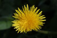  (C) 2006 by G. Doczkal, 
Löwenzahnblüte, 
48.883621°N/8.319493°E, Wasserloch bei Malsch, Baden-Württemberg, Germany