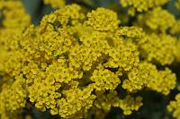  (C) 2006 by G. Doczkal, 
Blumen, 
48.883621°N/8.319493°E, Wasserloch bei Malsch, Baden-Württemberg, Germany