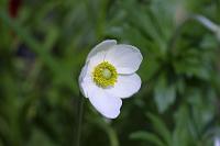  (C) 2006 by G. Doczkal, 
Anemone, 
48.883621°N/8.319493°E, Wasserloch bei Malsch, Baden-Württemberg, Germany