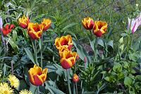  (C) 2006 by G. Doczkal, 
Tulpen, 
48.883621°N/8.319493°E, Wasserloch bei Malsch, Baden-Württemberg, Germany