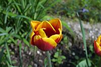  (C) 2006 by G. Doczkal, 
Tulpe, 
48.883621°N/8.319493°E, Wasserloch bei Malsch, Baden-Württemberg, Germany