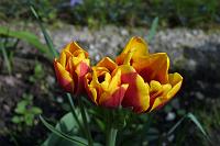  (C) 2006 by G. Doczkal, 
Tulpen, 
48.883621°N/8.319493°E, Wasserloch bei Malsch, Baden-Württemberg, Germany