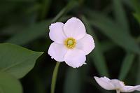 (C) 2006 by G. Doczkal, 
Anemone, 
48.883621°N/8.319493°E, Wasserloch bei Malsch, Baden-Württemberg, Germany