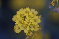  (C) 2006 by G. Doczkal, 
Blume, 
48.883621°N/8.319493°E, Wasserloch bei Malsch, Baden-Württemberg, Germany