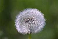  (C) 2006 by G. Doczkal, 
Pusteblume (Fruchtstand des Löwenzahns), 
48.883621°N/8.319493°E, Wasserloch bei Malsch, Baden-Württemberg, Germany