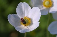  (C) 2006 by G. Doczkal, 
Anemone, 
48.883621°N/8.319493°E, Wasserloch bei Malsch, Baden-Württemberg, Germany
