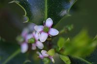  (C) 2006 by G. Doczkal, 
Blühendes Stechlaub (Ilex), 
48.883621°N/8.319493°E, Wasserloch bei Malsch, Baden-Württemberg, Germany