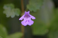  (C) 2006 by G. Doczkal, 
Blume, 
48.883621°N/8.319493°E, Wasserloch bei Malsch, Baden-Württemberg, Germany