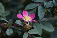 (C) 2006 by G. Doczkal, 
Wilde Rose, 
48.883621°N/8.319493°E, Wasserloch bei Malsch, Baden-Württemberg, Germany